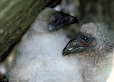 Truthahngeier (8 von 14).jpg